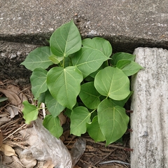 Ficus rumphii