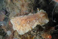Geitodoris planata