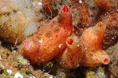 Pyura microcosmus