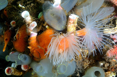 Protanthea simplex