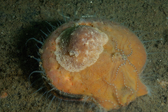 Geitodoris planata