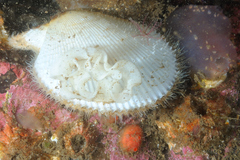 Geitodoris planata