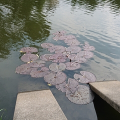 Nymphaea rubra