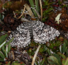 Entephria polata