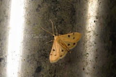 Dichocrocis
