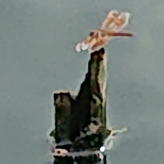 Brachythemis contaminata