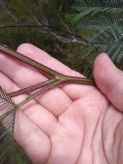 Acacia decurrens