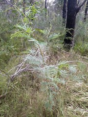 Acacia decurrens