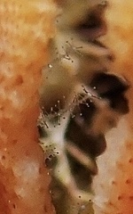 Zanclea