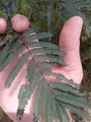 Acacia parvipinnula