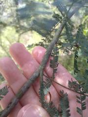 Acacia parvipinnula