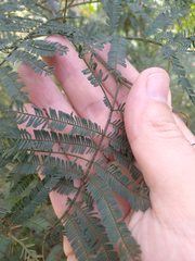 Acacia parvipinnula