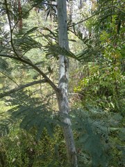 Acacia parvipinnula
