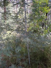 Acacia parvipinnula