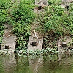 Ardeola