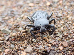 Gonopus