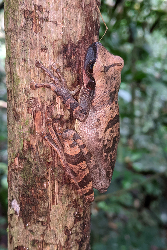 Yasuni Bromeliad Treefrog, Osteocephalus yasuni