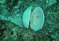 Periglypta multicostata