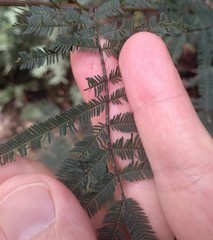 Acacia parvipinnula