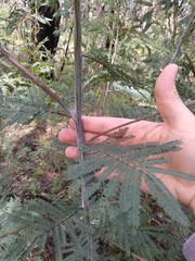 Acacia parvipinnula