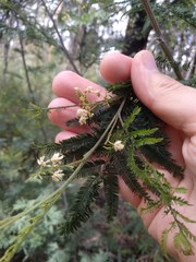 Acacia parvipinnula