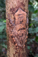 Osteocephalus yasuni