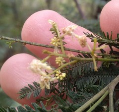 Acacia parvipinnula