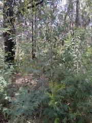 Acacia parvipinnula