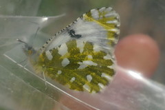 Euchloe simplonia