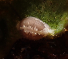 Trivirostra hordacea