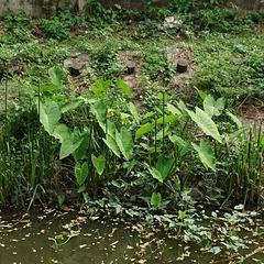 Colocasia esculenta