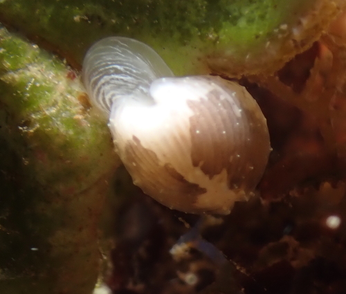 Trivirostra hordacea observed 2021-11-10