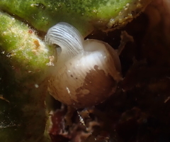 Trivirostra hordacea