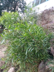 Acacia confusa