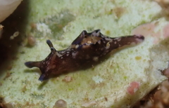 Aplysia elongata