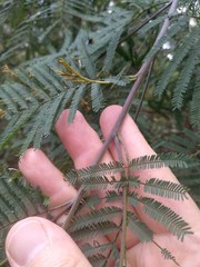 Acacia parvipinnula