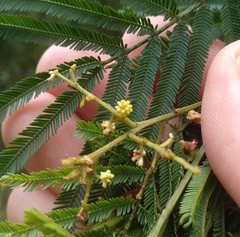 Acacia parvipinnula