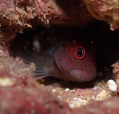 Cirripectes vanderbilti