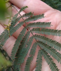 Acacia parvipinnula