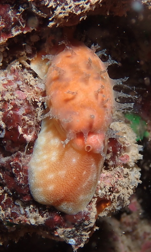 Cypraea chinensis observed 2021-11-10