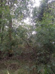 Acacia parvipinnula