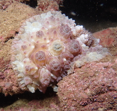 Dendrodoris tuberculosa