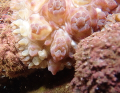 Dendrodoris tuberculosa