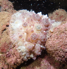 Dendrodoris tuberculosa