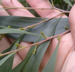 Acacia implexa