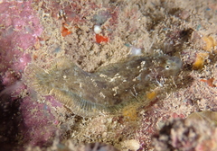 Aseraggodes
