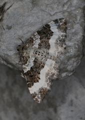 Epirrhoe rivata