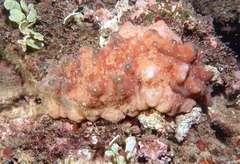 Stichopus