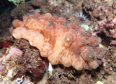 Stichopus
