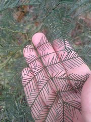 Acacia decurrens